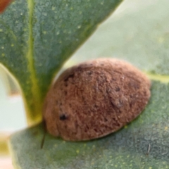 Trachymela sp. (genus) at Casey, ACT - 23 Mar 2024