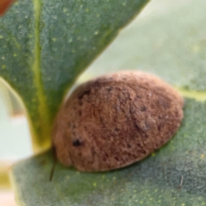 Trachymela sp. (genus) at Casey, ACT - 23 Mar 2024