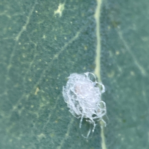 Glycaspis sp. (genus) at Casey, ACT - 23 Mar 2024