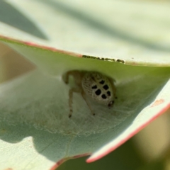 Opisthoncus sexmaculatus at Casey, ACT - 23 Mar 2024