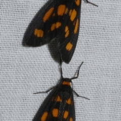 Asura cervicalis (Spotted Lichen Moth) at Freshwater Creek, VIC - 11 Feb 2024 by WendyEM