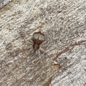 Tamopsis sp. (genus) at Casey, ACT - 23 Mar 2024