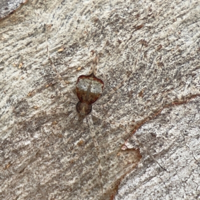 Tamopsis sp. (genus) (Two-tailed spider) at Casey, ACT - 23 Mar 2024 by Hejor1