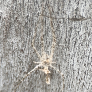 Tamopsis sp. (genus) at Casey, ACT - 23 Mar 2024