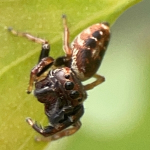 Opisthoncus sp. (genus) at Casey, ACT - 23 Mar 2024