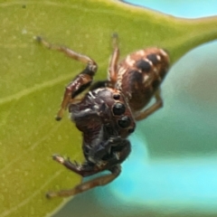 Opisthoncus sp. (genus) at Casey, ACT - 23 Mar 2024