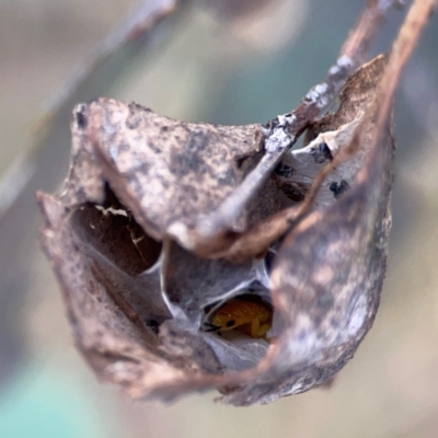 Unidentified Other web-building spider at Casey, ACT - 23 Mar 2024 by Hejor1