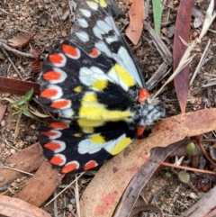 Delias aganippe (Spotted Jezebel) at Hawker, ACT - 23 Mar 2024 by JohnGiacon