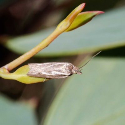 Unidentified Moth (Lepidoptera) at Namadgi National Park - 19 Mar 2024 by DPRees125