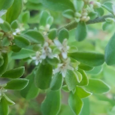 Galenia pubescens (Carpet Weed) at Watson, ACT - 23 Mar 2024 by MAX