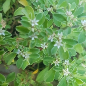 Galenia pubescens at Watson, ACT - 23 Mar 2024