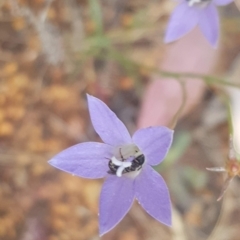 Apiformes (informal group) (Unidentified bee) at Watson, ACT - 23 Mar 2024 by MPW