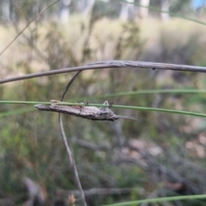 Acrididae sp. (family) at QPRC LGA - suppressed