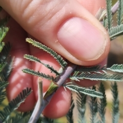 Sextius virescens (Acacia horned treehopper) at QPRC LGA - 23 Mar 2024 by clarehoneydove
