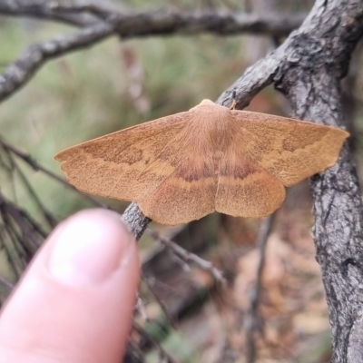 Monoctenia falernaria (Patched Leaf Moth) at QPRC LGA - 23 Mar 2024 by clarehoneydove