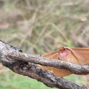 Monoctenia falernaria at suppressed - 23 Mar 2024