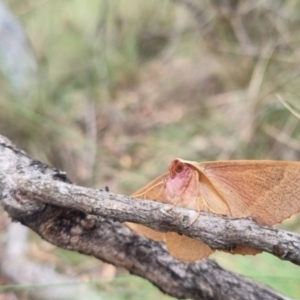 Monoctenia falernaria at suppressed - 23 Mar 2024