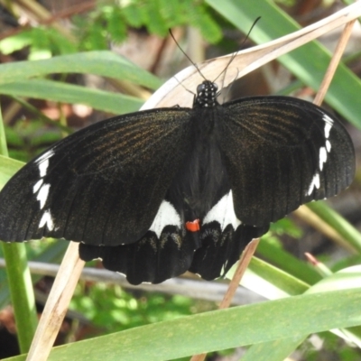 Papilio aegeus (Orchard Swallowtail, Large Citrus Butterfly) at Namadgi National Park - 22 Mar 2024 by JohnBundock