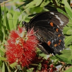 Papilio aegeus at Namadgi National Park - 23 Mar 2024 09:47 AM