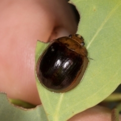 Paropsisterna cloelia (Eucalyptus variegated beetle) at Lyons, ACT - 21 Mar 2024 by AlisonMilton