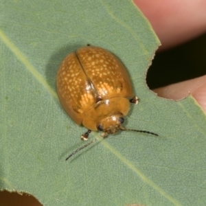 Paropsisterna cloelia at Oakey Hill - 22 Mar 2024 10:31 AM