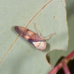 Brunotartessus fulvus (Yellow-headed Leafhopper) at Lyons, ACT - 22 Mar 2024 by AlisonMilton