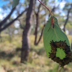 Pseudoperga lewisii (A Sawfly) at QPRC LGA - 23 Mar 2024 by clarehoneydove