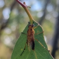 Pseudoperga lewisii at QPRC LGA - suppressed