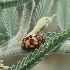 Elaphodes sp. (genus) (Leaf beetle) at QPRC LGA - 23 Mar 2024 by clarehoneydove