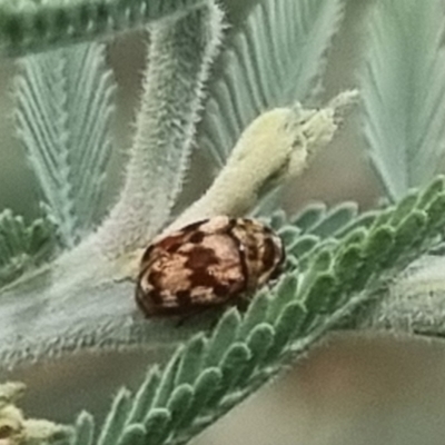 Elaphodes sp. (genus) (Leaf beetle) at QPRC LGA - 23 Mar 2024 by clarehoneydove