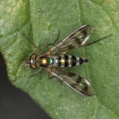 Heteropsilopus sp. (genus) (A long legged fly) at Melba, ACT - 21 Mar 2024 by kasiaaus