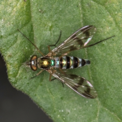 Heteropsilopus sp. (genus) (A long legged fly) at Melba, ACT - 21 Mar 2024 by kasiaaus