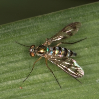Heteropsilopus sp. (genus) (A long legged fly) at Melba, ACT - 22 Mar 2024 by kasiaaus
