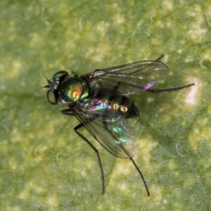 Dolichopodidae (family) at Melba, ACT - 22 Mar 2024 11:18 AM