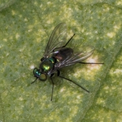 Dolichopodidae (family) at Melba, ACT - 22 Mar 2024 11:18 AM