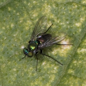 Dolichopodidae (family) at Melba, ACT - 22 Mar 2024