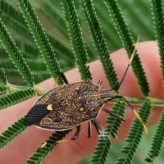 Poecilometis strigatus (Gum Tree Shield Bug) at QPRC LGA - 23 Mar 2024 by clarehoneydove