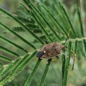 Poecilometis strigatus at QPRC LGA - suppressed