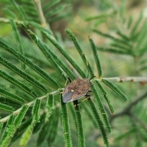 Poecilometis strigatus at QPRC LGA - suppressed