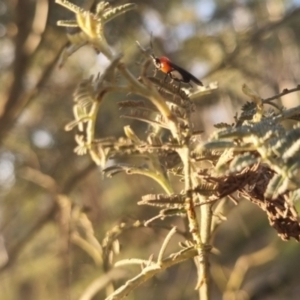 Braconidae (family) at QPRC LGA - suppressed