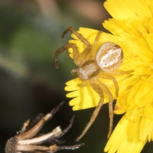 Australomisidia cruentata at Gungaderra Grassland (GUN_6) - 22 Mar 2024