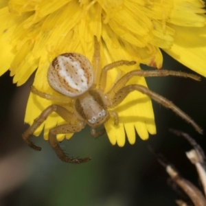 Australomisidia cruentata at Gungaderra Grassland (GUN_6) - 22 Mar 2024