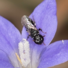 Hylaeus (Prosopisteron) sp. (genus & subgenus) (Masked Bee) at Gungaderra Grasslands - 22 Mar 2024 by kasiaaus