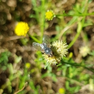 Muscoidea (super family) at North Mitchell Grassland  (NMG) - 22 Mar 2024