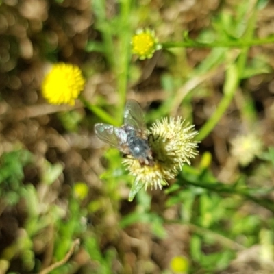 Muscoidea (super family) at Franklin, ACT - 22 Mar 2024 by HappyWanderer