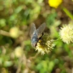 Muscoidea (super family) at North Mitchell Grassland  (NMG) - 22 Mar 2024