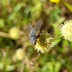 Muscoidea (super family) at North Mitchell Grassland  (NMG) - 22 Mar 2024