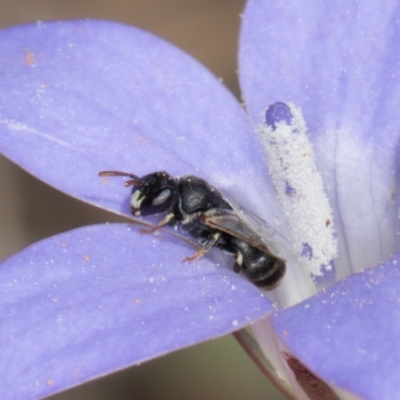 Hylaeus (Prosopisteron) sp. (genus & subgenus) (Masked Bee) at Crace, ACT - 22 Mar 2024 by kasiaaus