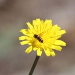 Syrphidae (family) (Unidentified Hover fly) at Budjan Galindji (Franklin Grassland) Reserve - 22 Mar 2024 by HappyWanderer