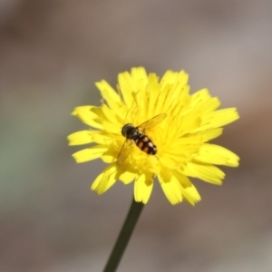 Syrphidae (family) at North Mitchell Grassland  (NMG) - 22 Mar 2024